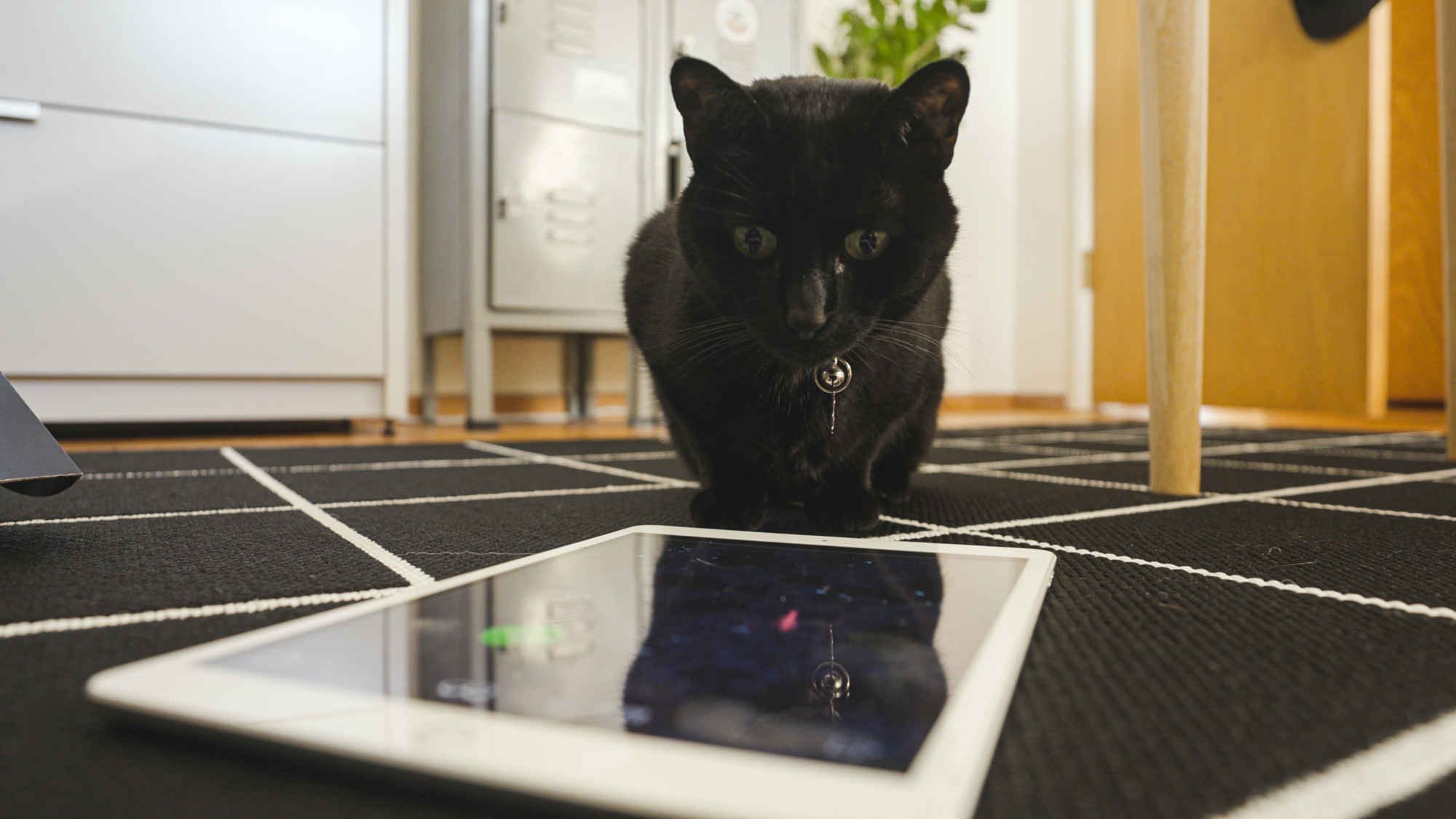 This IOS Game Was Made For A Cat And Reviewed By A Cat Macworld   BB12 Final 