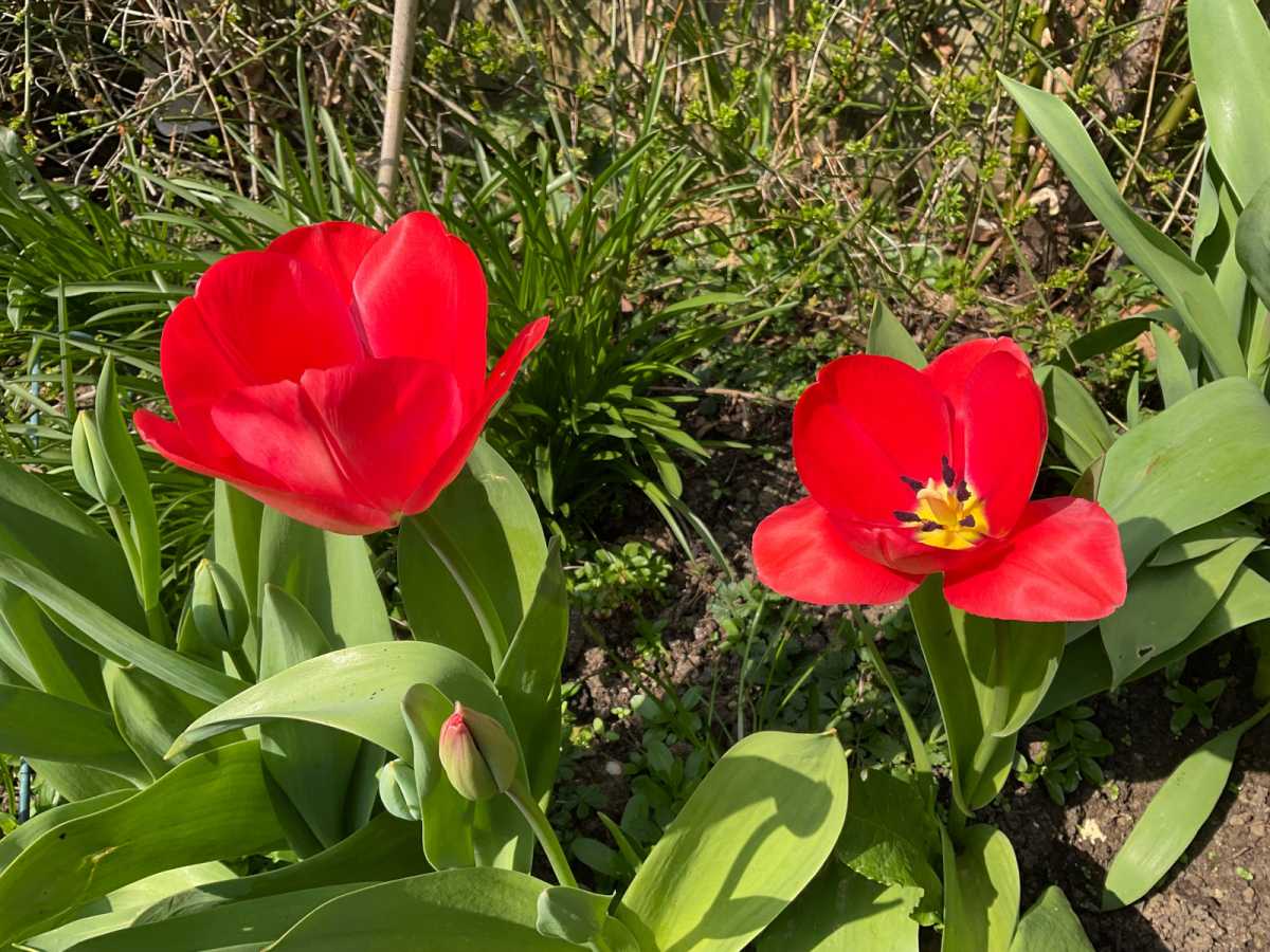 iPad Air (2022) camera test of red flowers