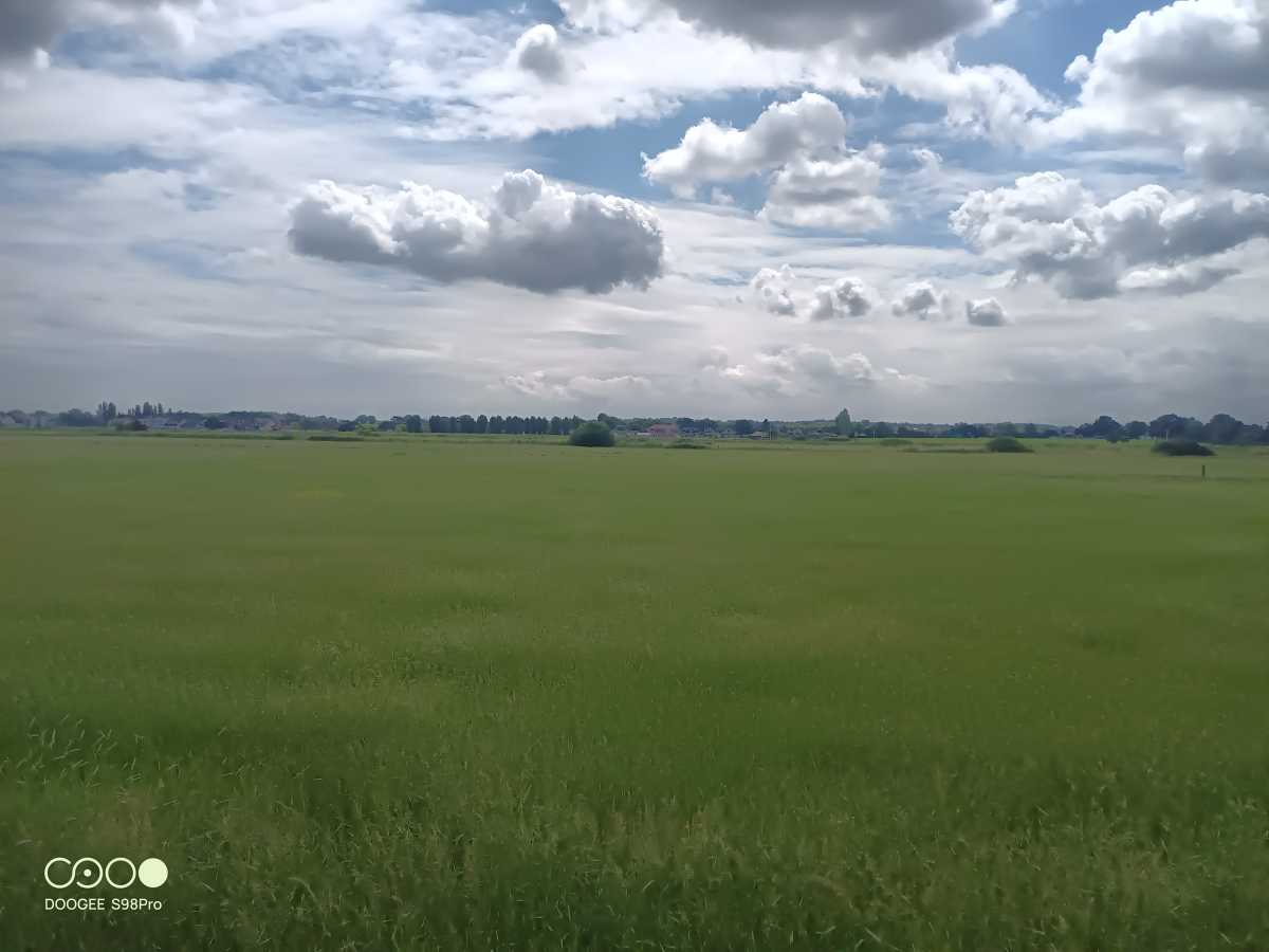 Doogee S98 Pro camera landscape grass