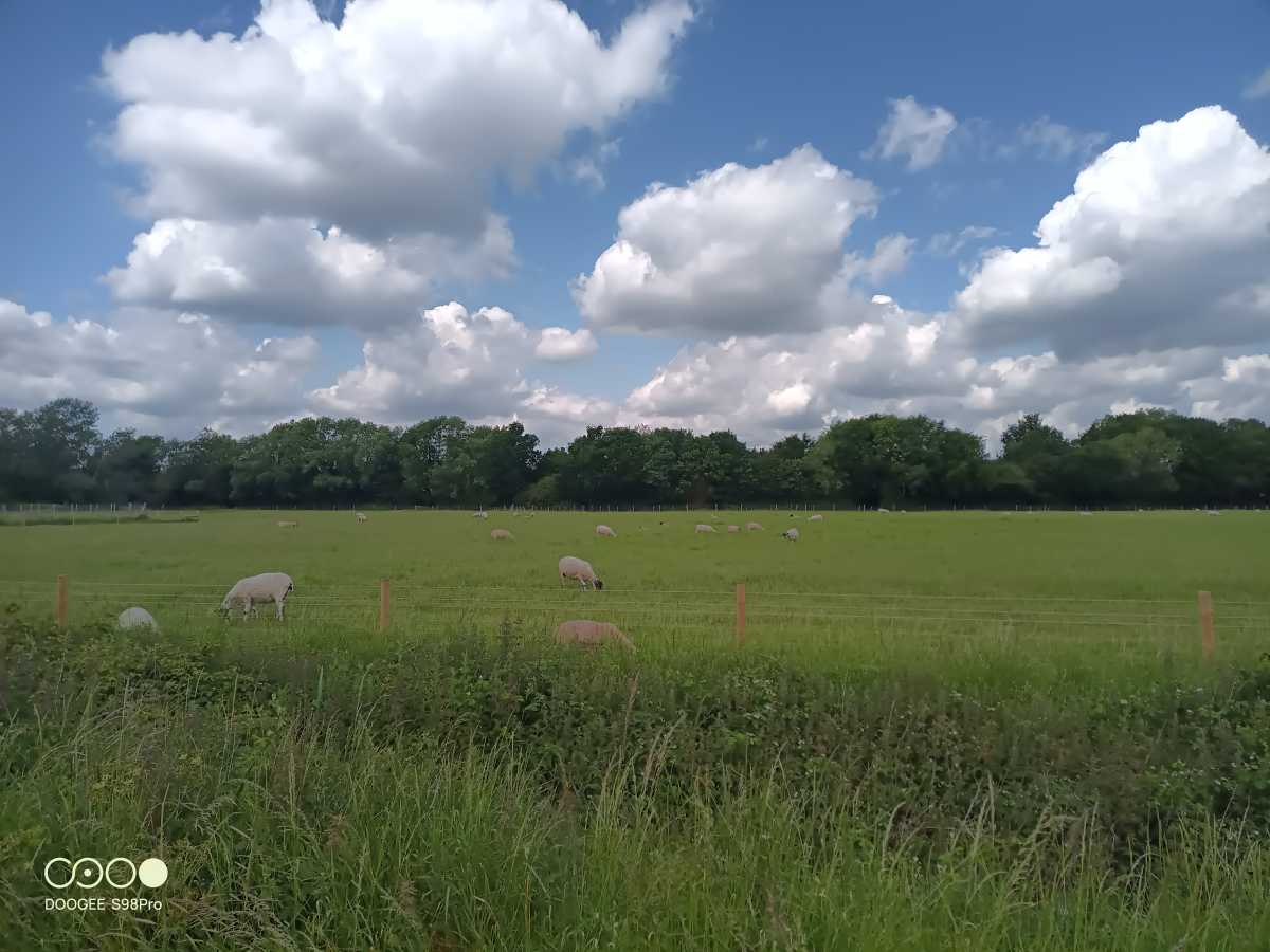 Doogee S98 Pro camera field of sheep