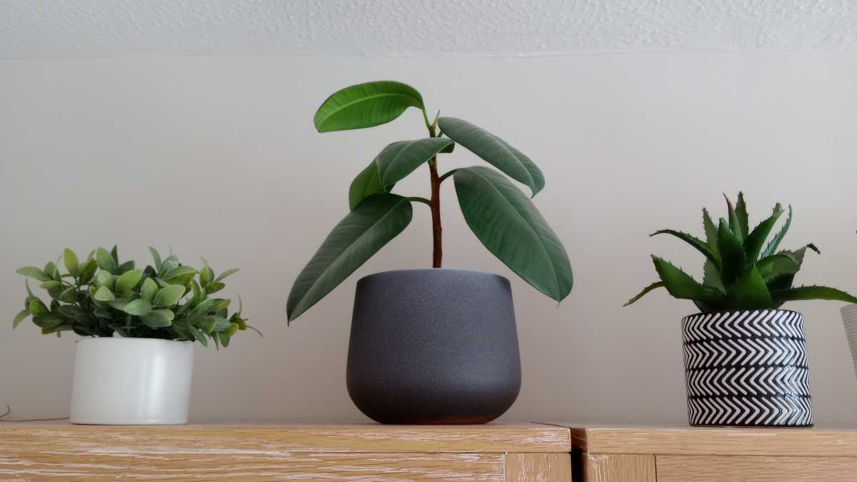 Three indoor plants