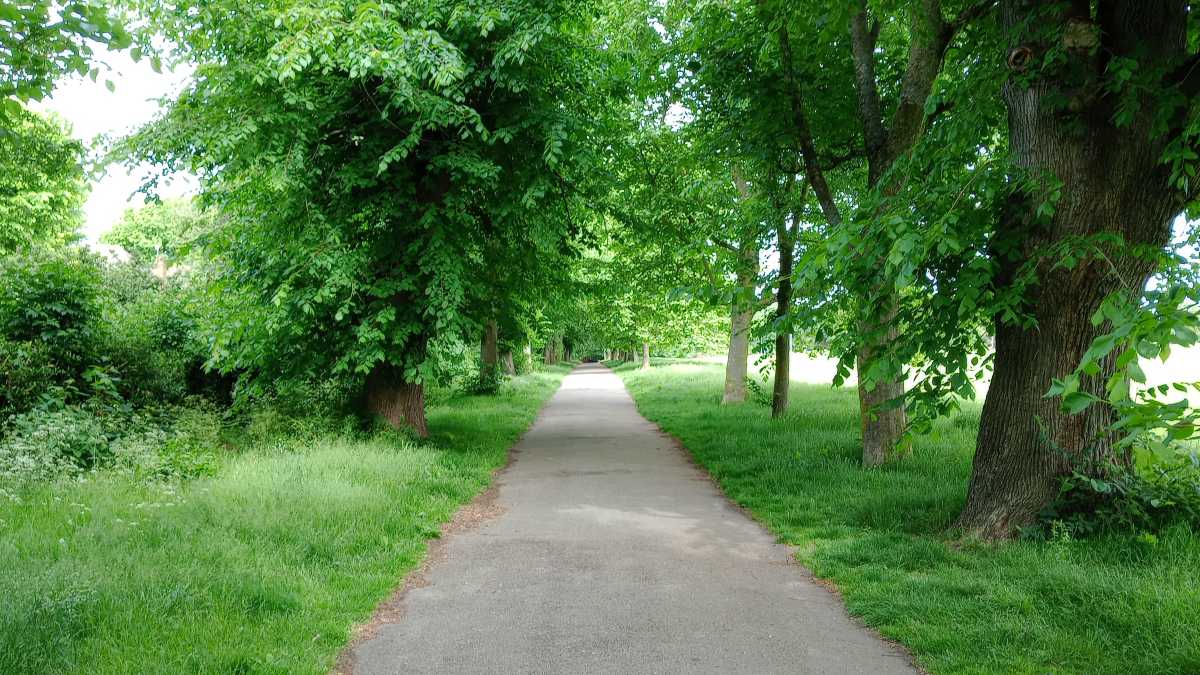 A path lined by trees and grass