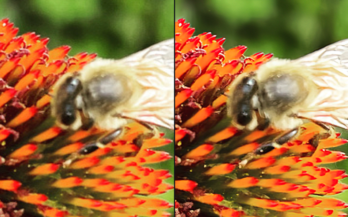 mac911 topaz gigapixel ai bee