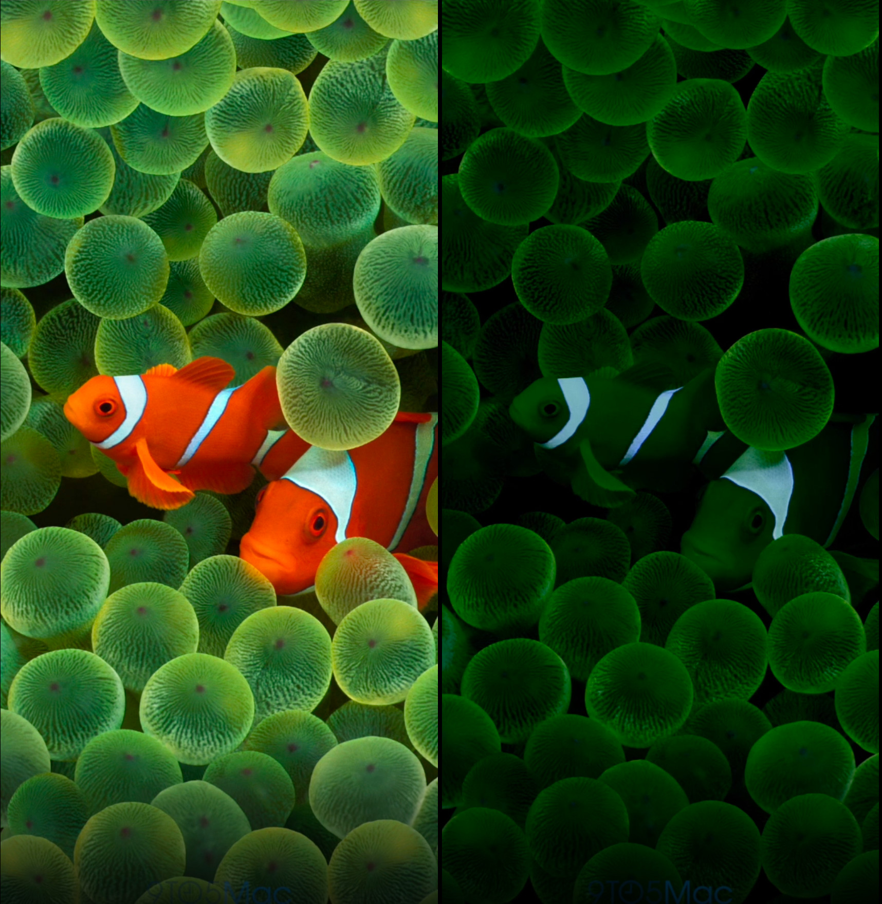 Apple iOS 16 to bring back iconic iPhone clownfish wallpaper | Mint