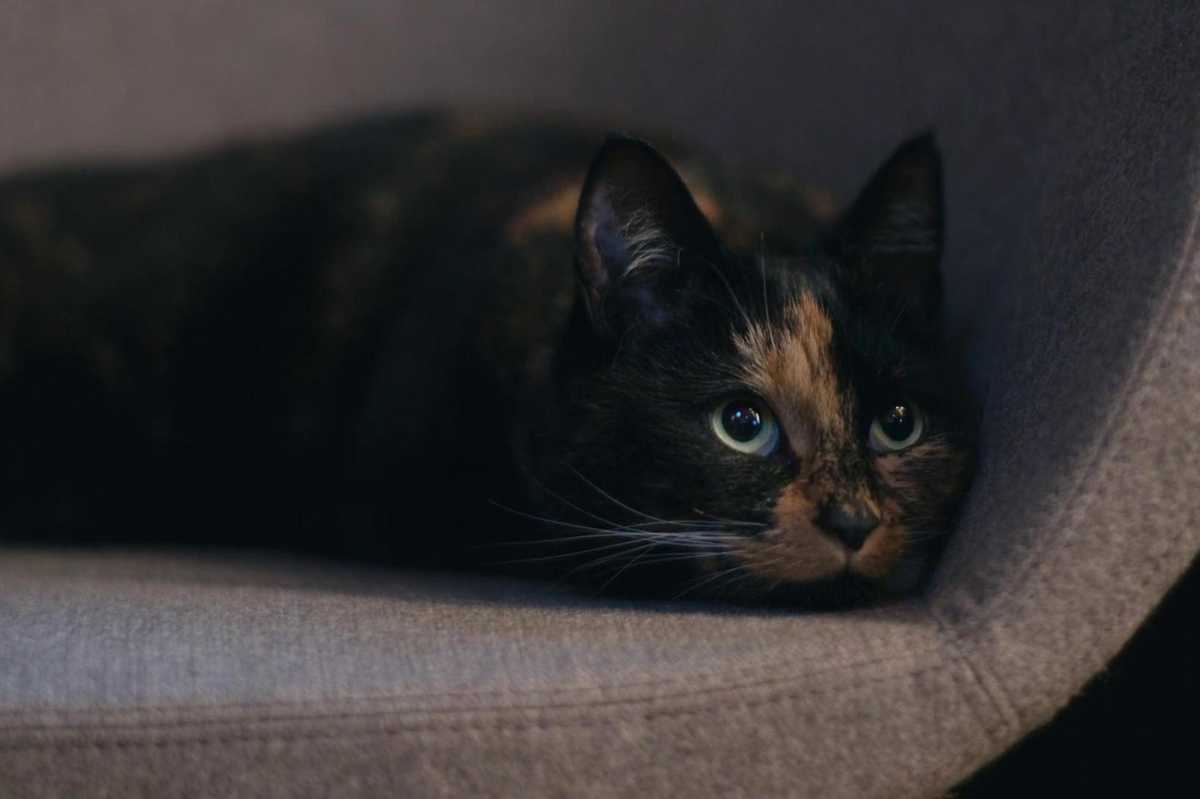 A scene from the Netflix film 'Inside the Mind of a Cat'