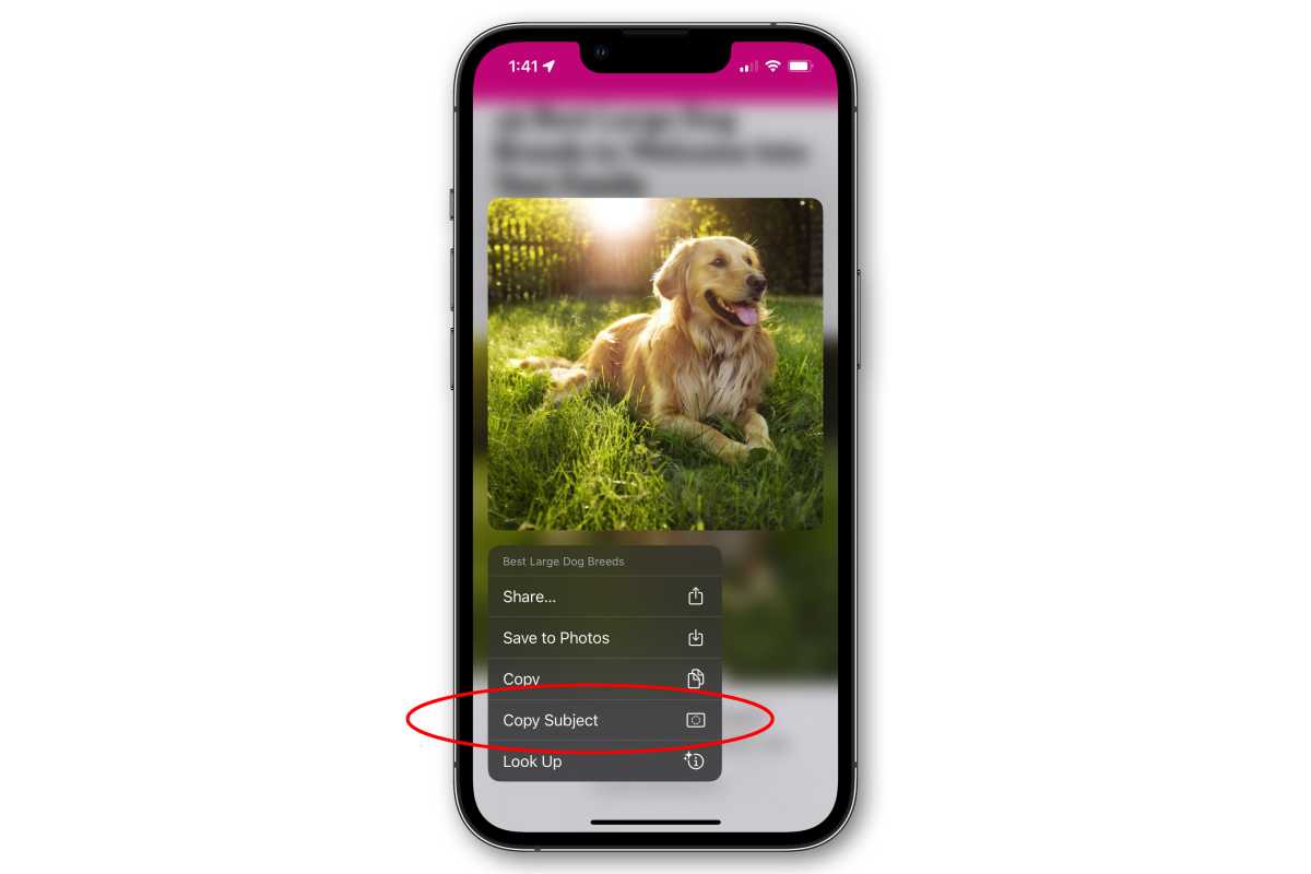 iOS 16 how to copy subjects