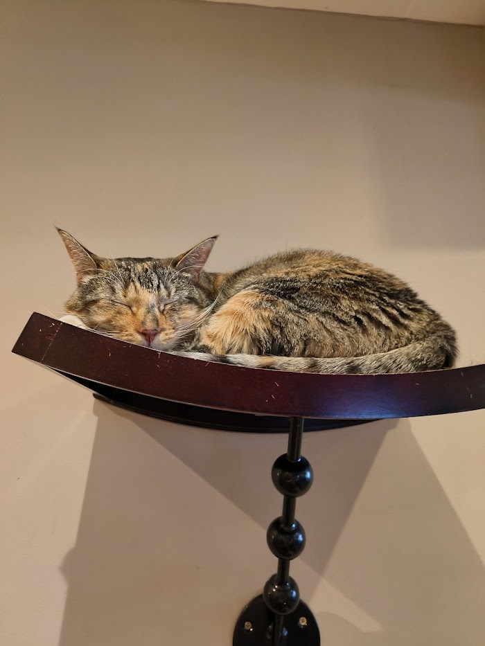 Picture of a cat sleeping