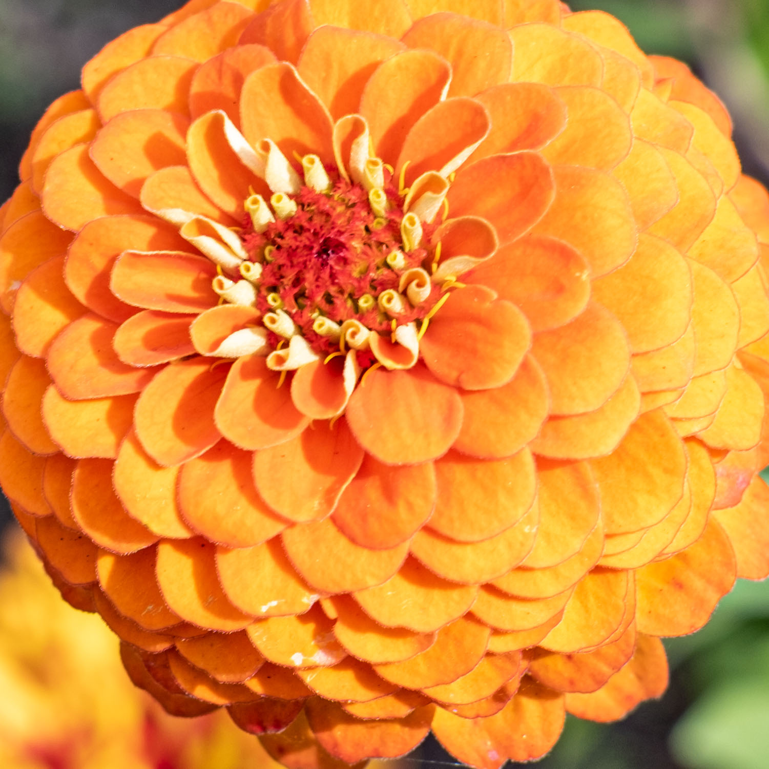 Zinnia (Fujifilm X-E4, detalle en 1500px cuadrado)