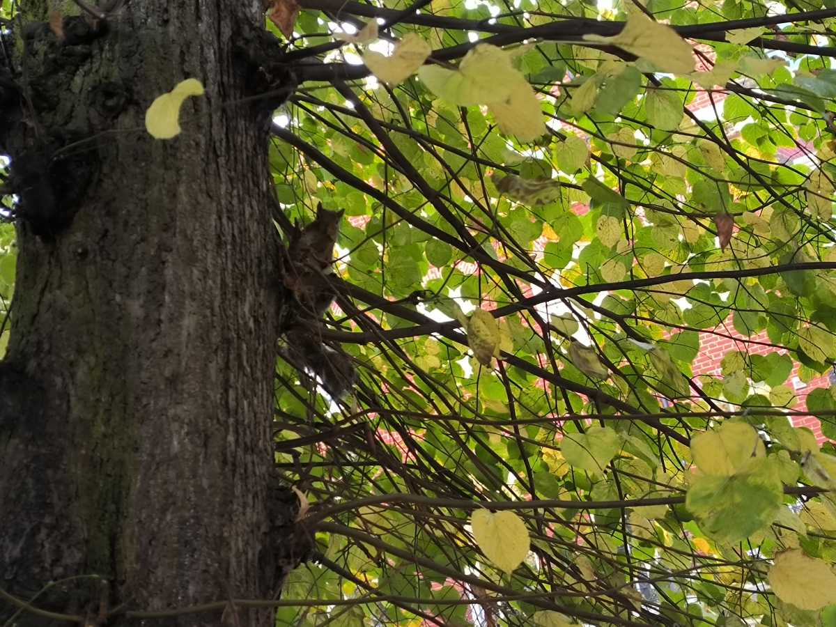 Xiaomi 12T camera test - squirrel in tree