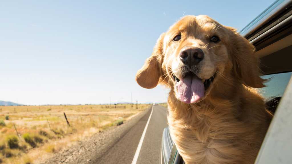 Image: E-Auto vs. Diesel: Hunde haben einen klaren Favoriten