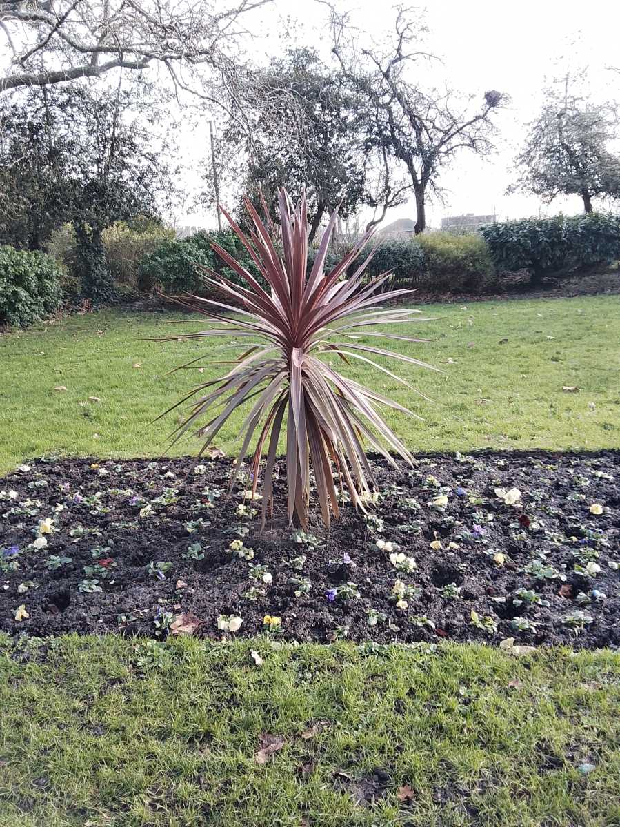 Picture of a plant in a flower bed in a park on a cold day