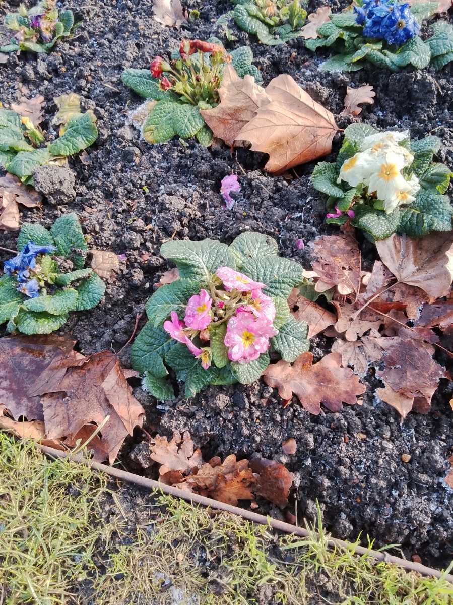 Frozen flowers on the ground in a park