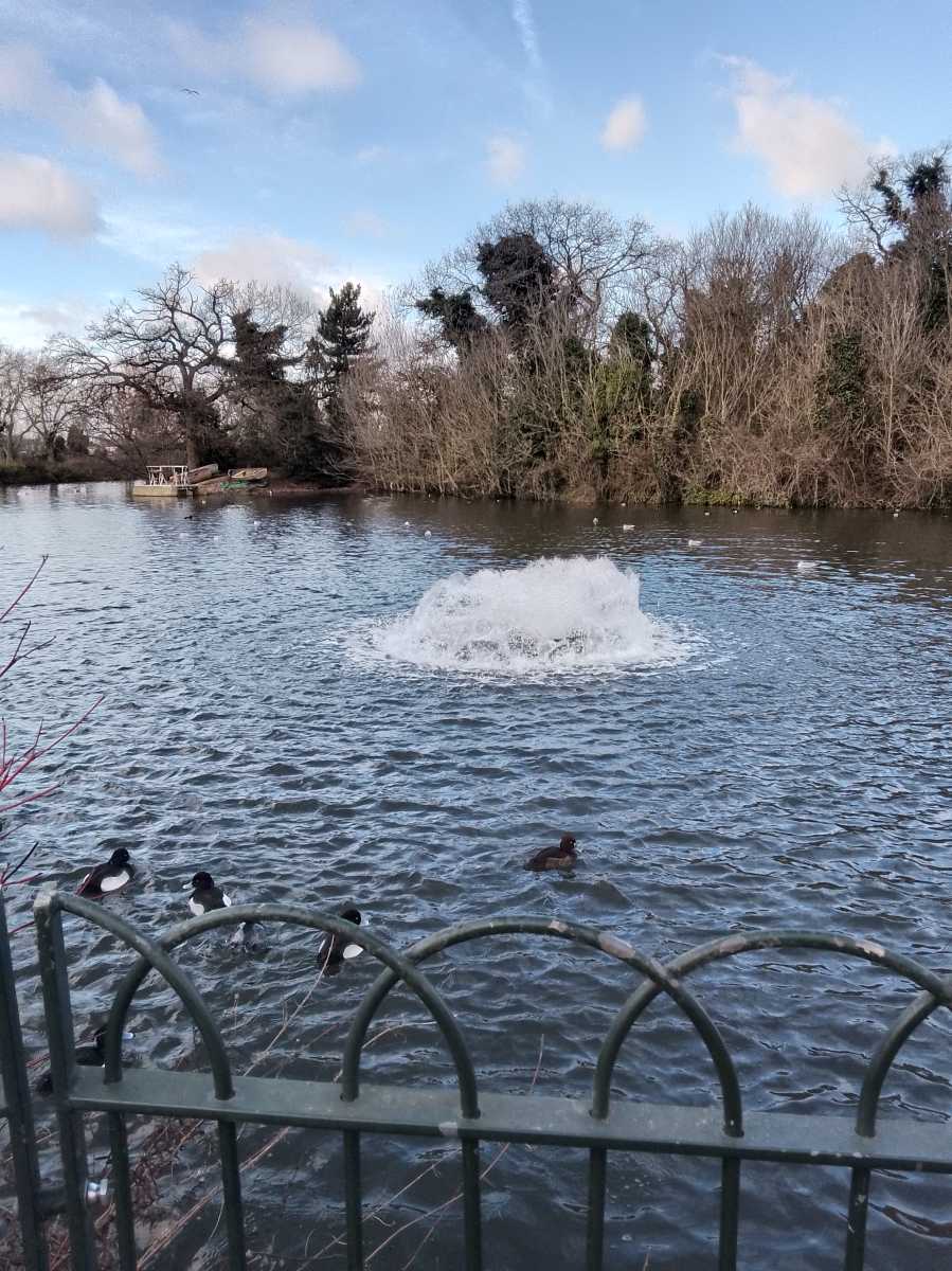 Picture of a fountain in a park with birds swimming nearby