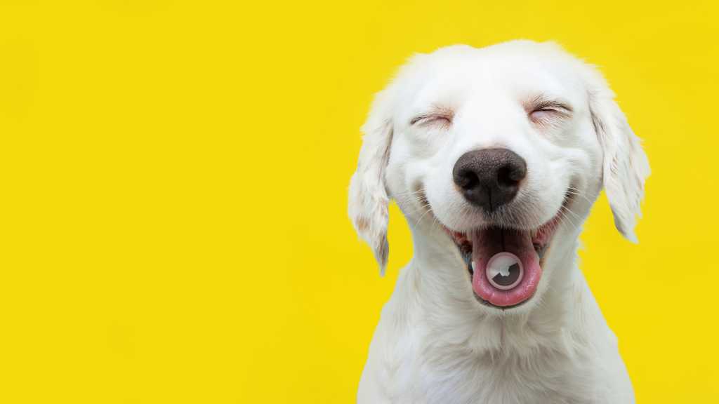 Image: Warum Sie Ihrem Hund keinen Airtag verpassen sollten
