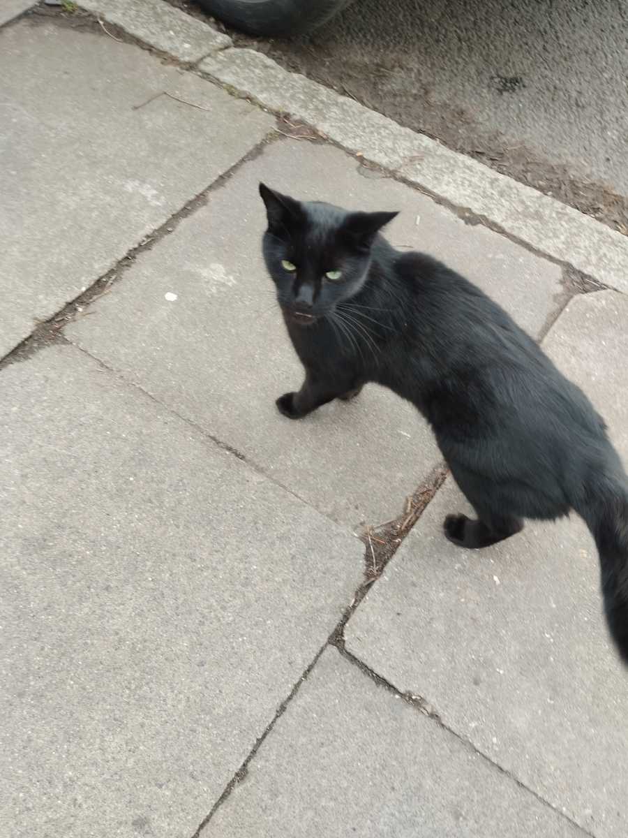 Black cat on street