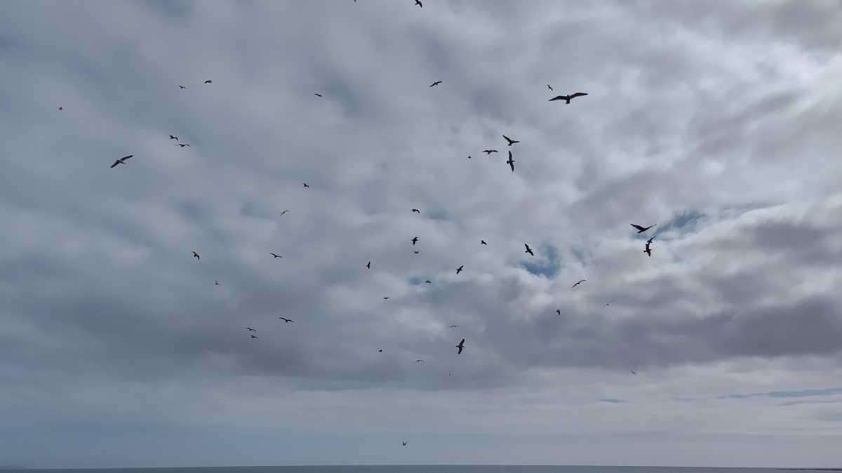 Seagulls in sky shot by Xiaomi 13 Lite