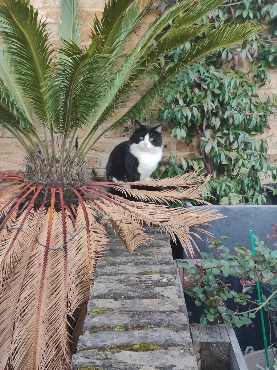 Black and white cat sat next to a plant