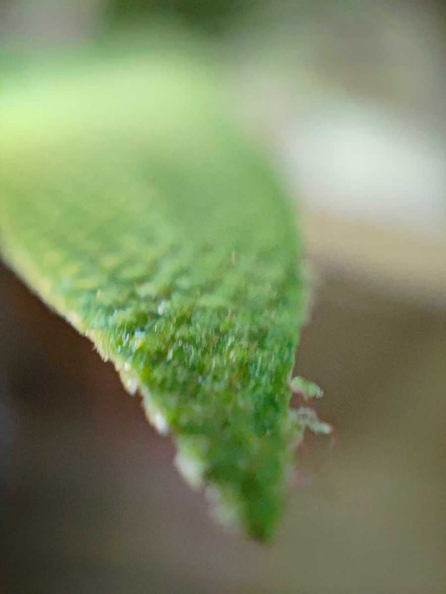 Close-up shot of a fake plant using Realme GT 3