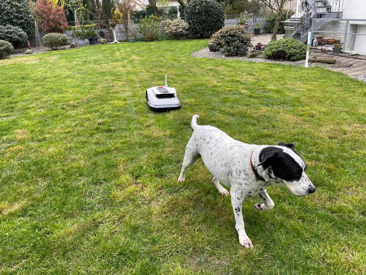 Ecovacs Goat G1 mit Hund