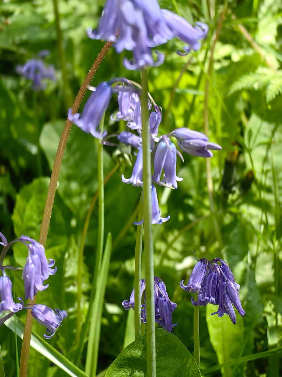 Bluebells zoomed in