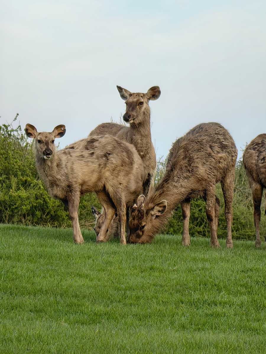 Group of deer