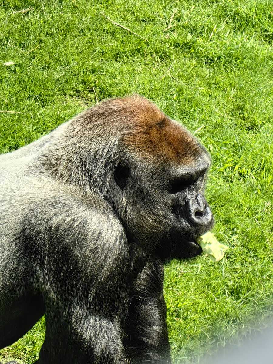 Gorilla eating some broccoli