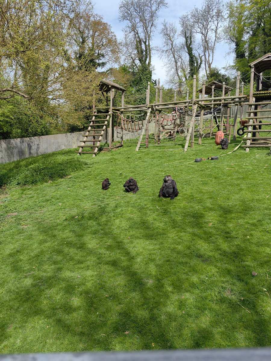 Gorillas in enclosure
