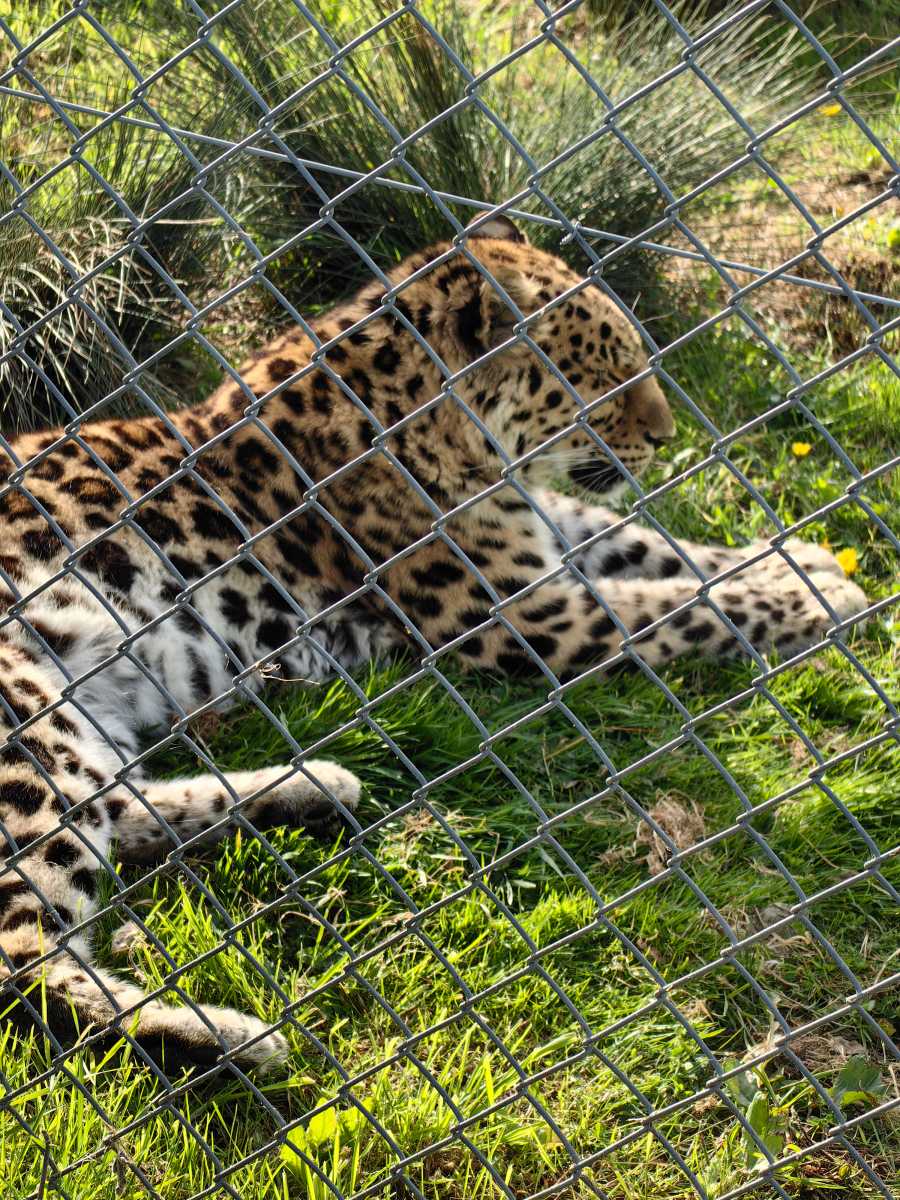 Leopard in enclosure zoomed in
