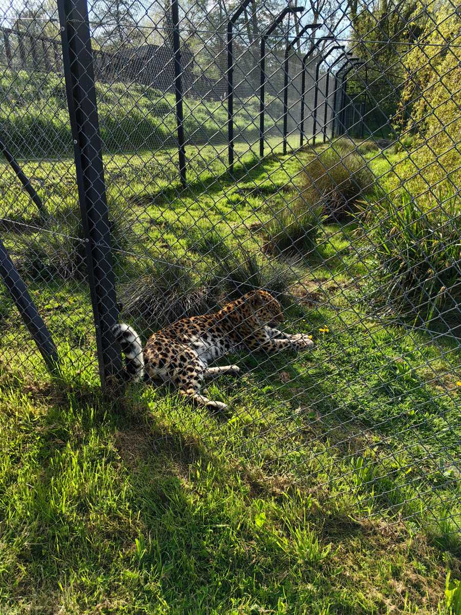 Leopard in enclosure