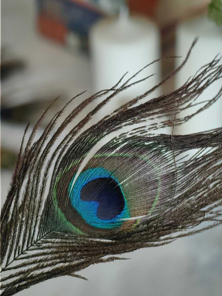 Peacock feather zoomed in shot