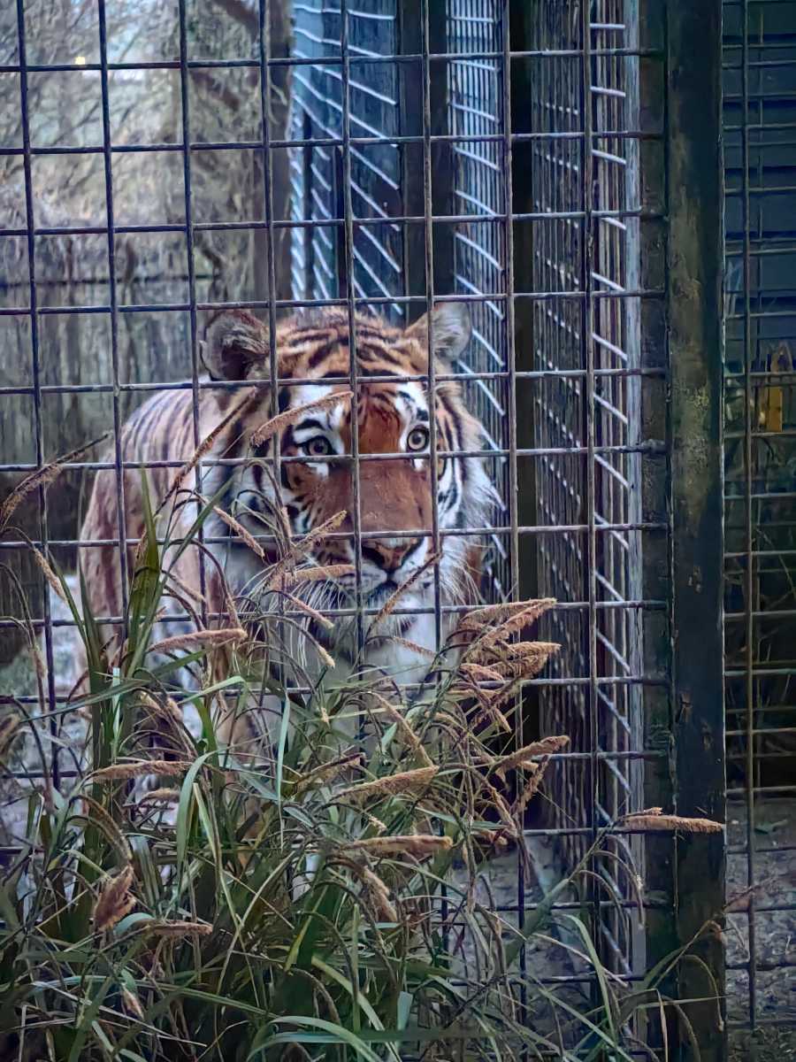 Tiger in an enclosure