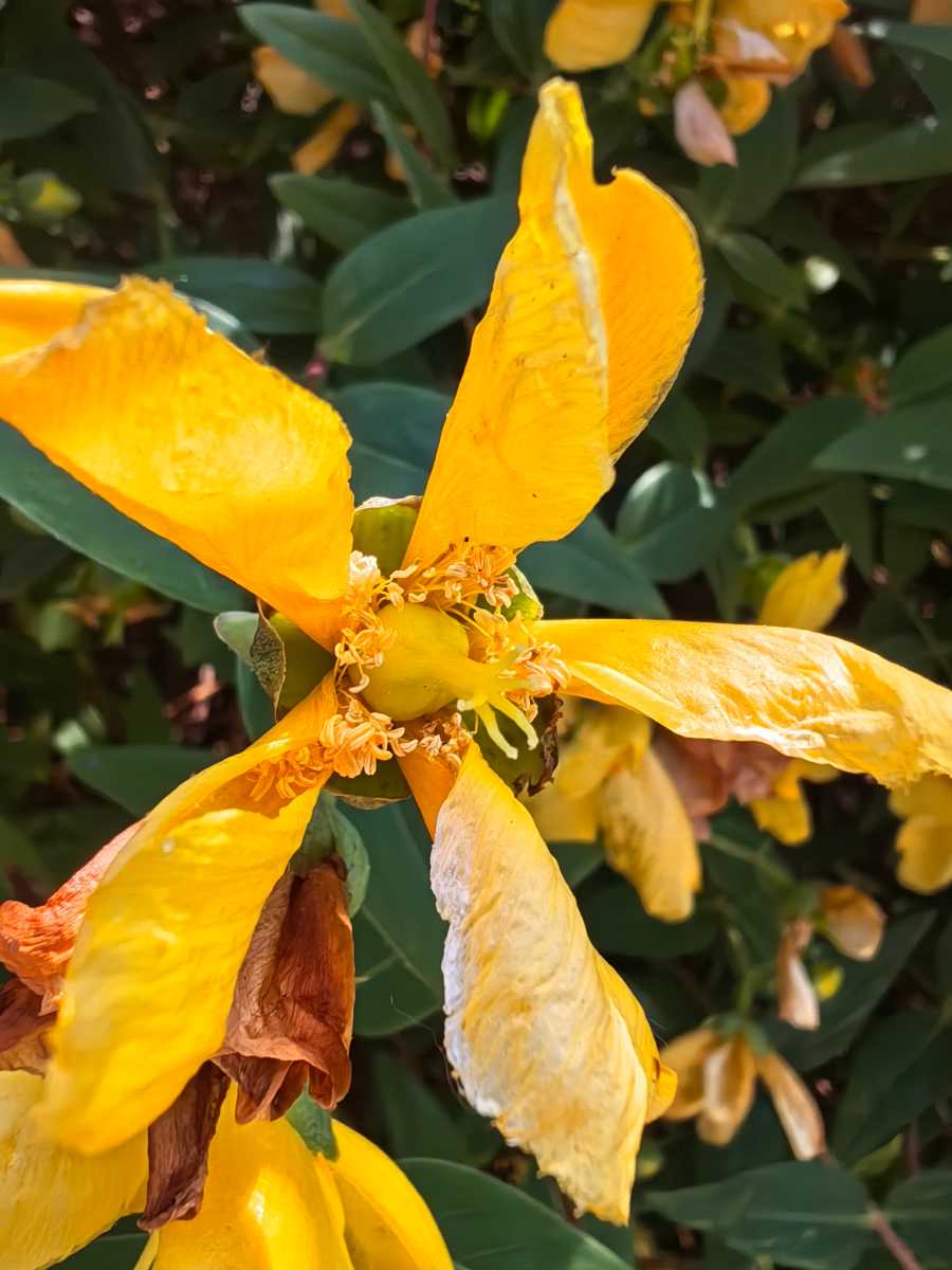 Huawei Mate X3 camera test - 50Mp main camera - flower x5 zoom super macro mode