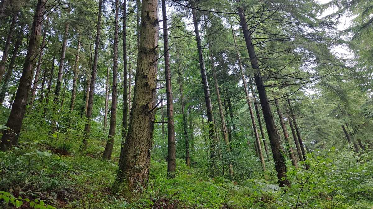 Trees in the woods Redmagic 8S Pro camera sample