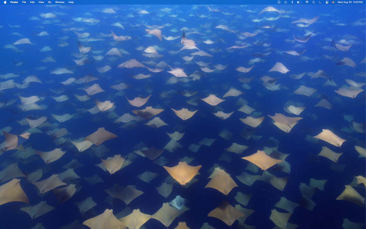 macOS Sonoma Wallpaper: Cownose Rays