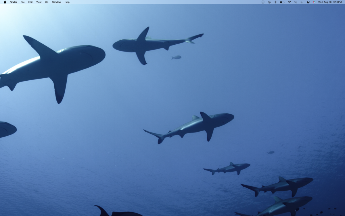macOS Sonoma Wallpaper: Gray Reef Sharks