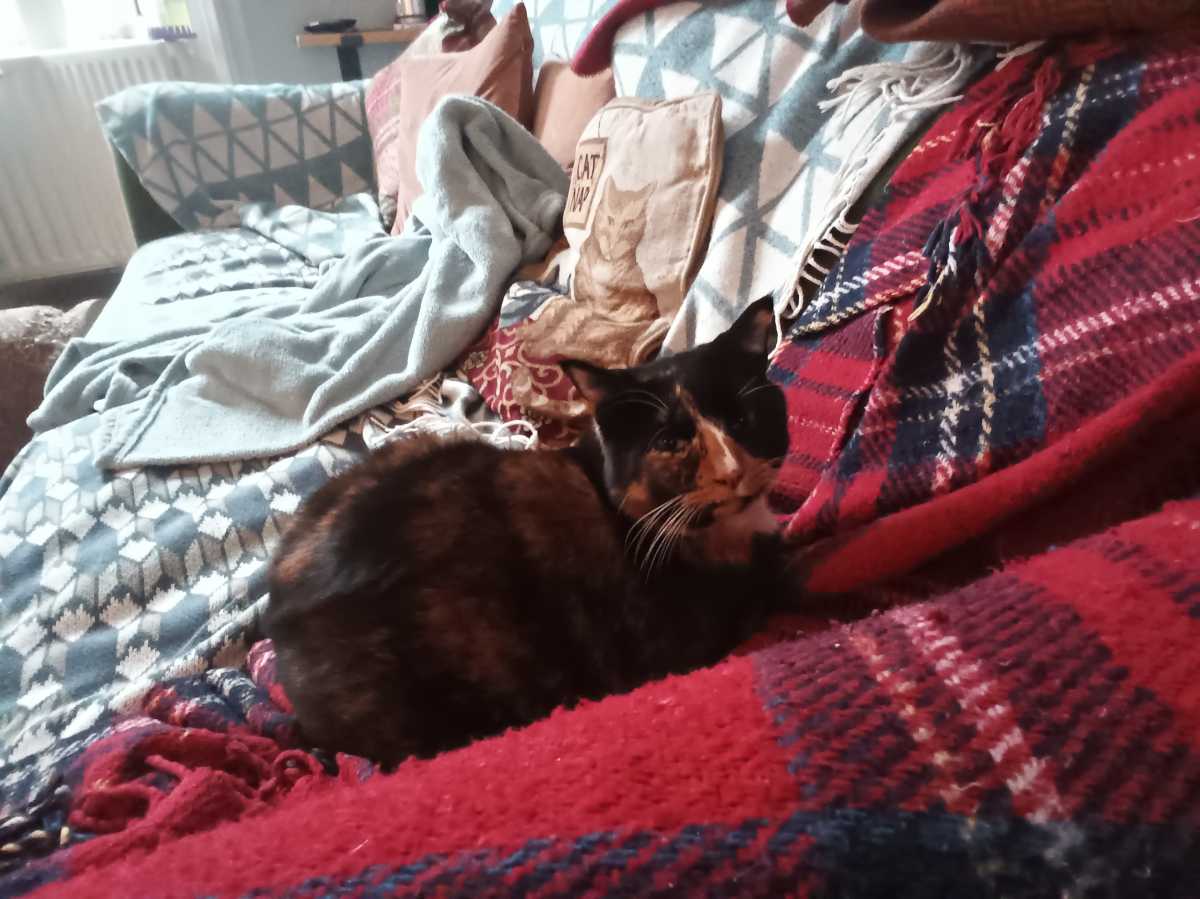 A photo of a tortoiseshell cat sleeping on a Tartan throw, taken with an Amazon Fire HD 10 (2023)