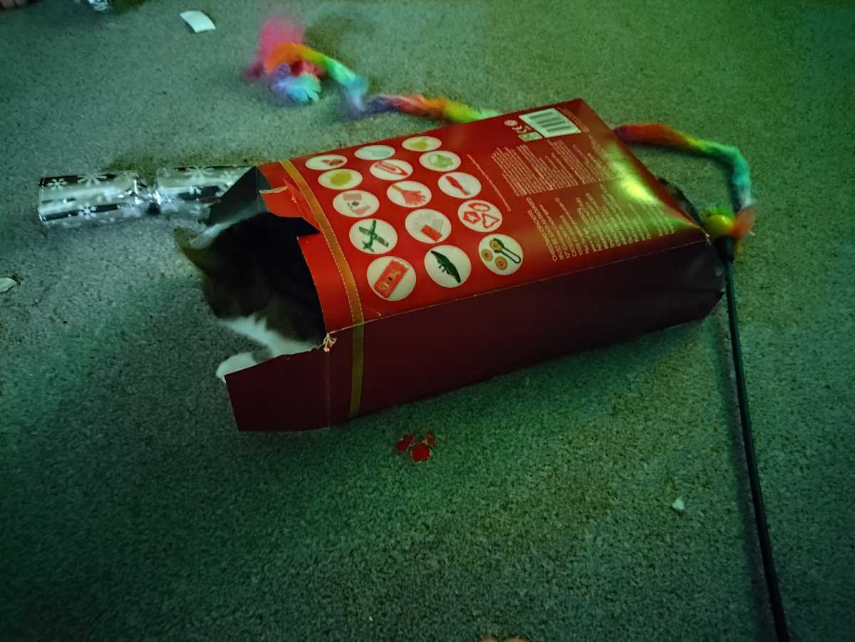 Cat playing in a box in a dark room