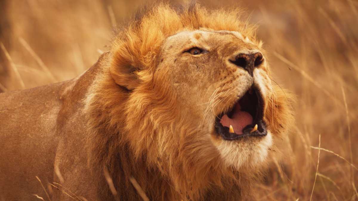 Secret world of sound Lion roaring