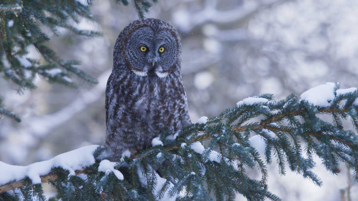 The secret sound world of the Great Gray Owl