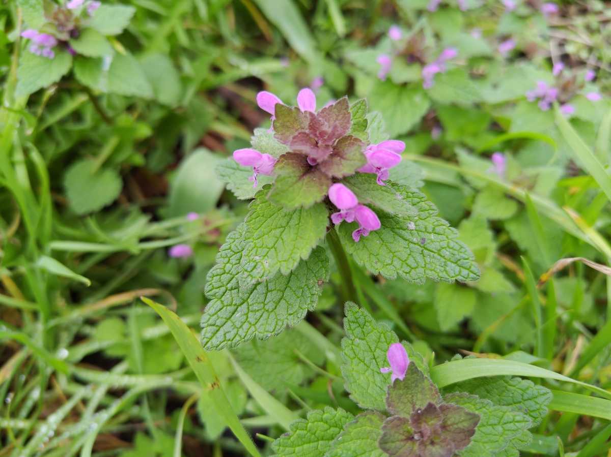 Asus Zenfone 11 Ultra camera sample