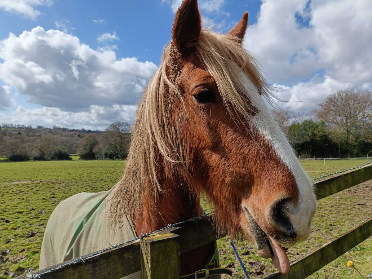 Oppo Reno11 F 5G Sample Photo