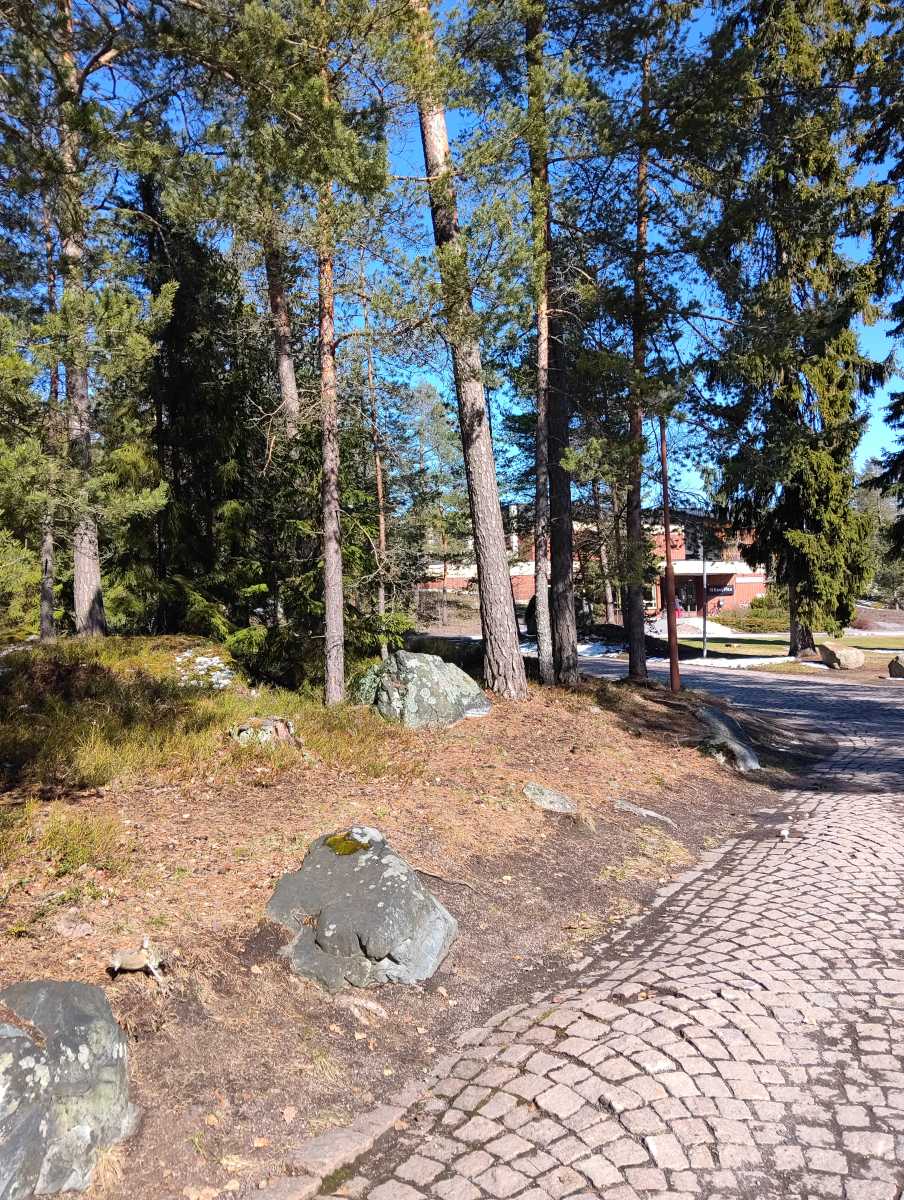 Forest in Finland