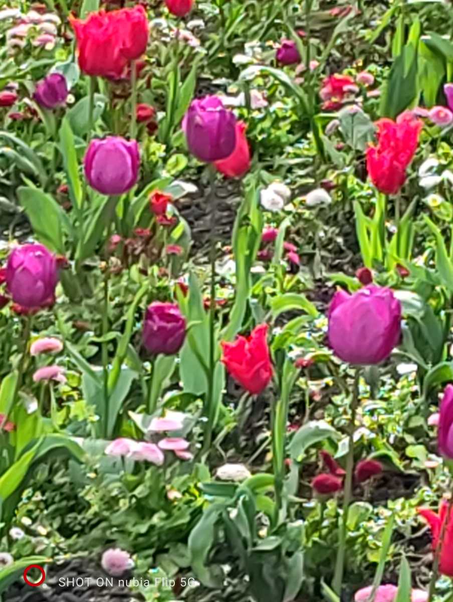 Soho Square flowers