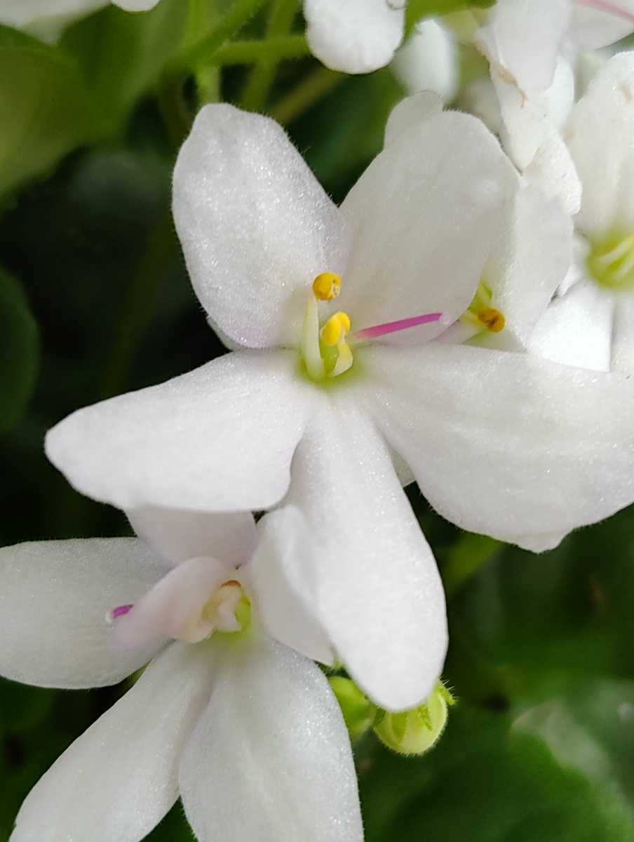 Close-up shot of flower