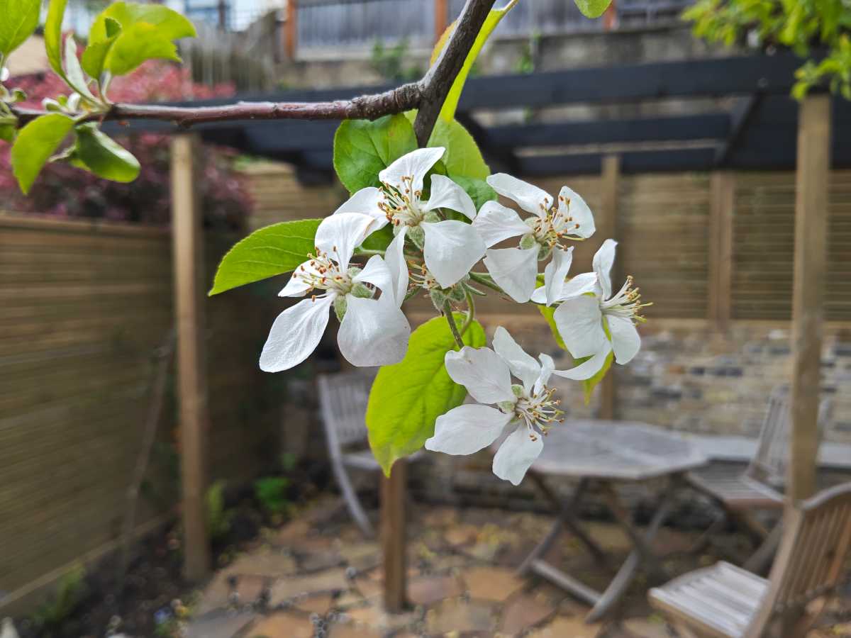 A close-up of some apple blossom flowers, shot on a Xiaomi Pad 6S Pro