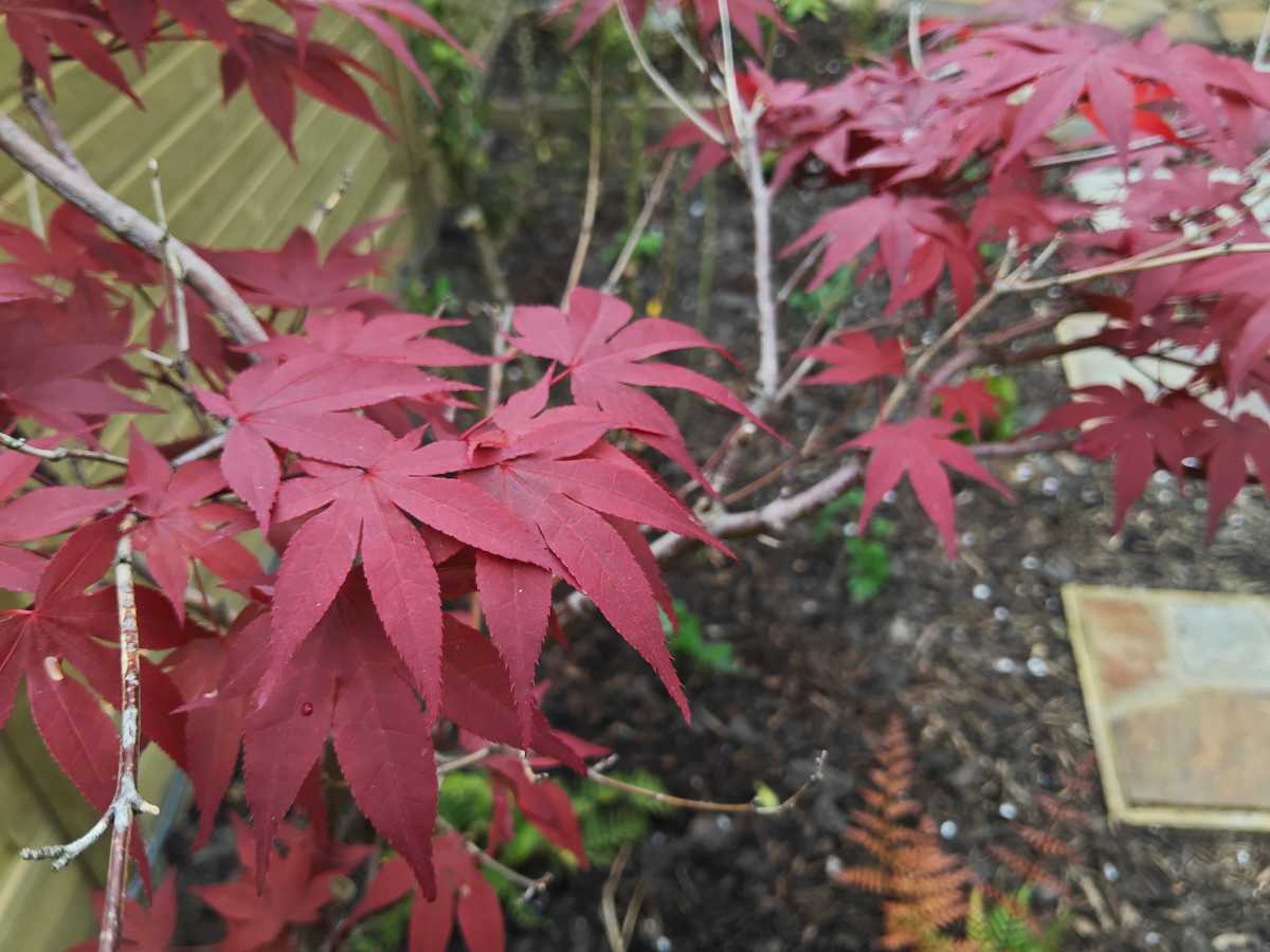 A close-up of a red acer in the daytime, shot on a Xiaomi Pad 6S Pro