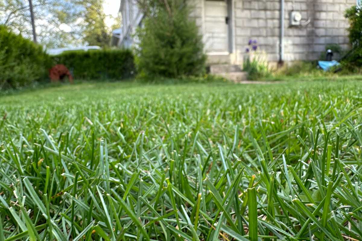 Grass cut with Segway Navimow i110N robot lawn mower