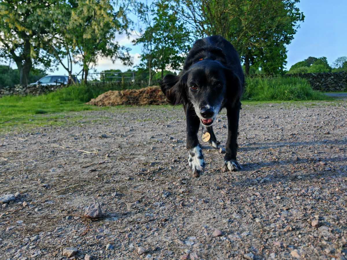 Honor Magic 6 RSR test photo