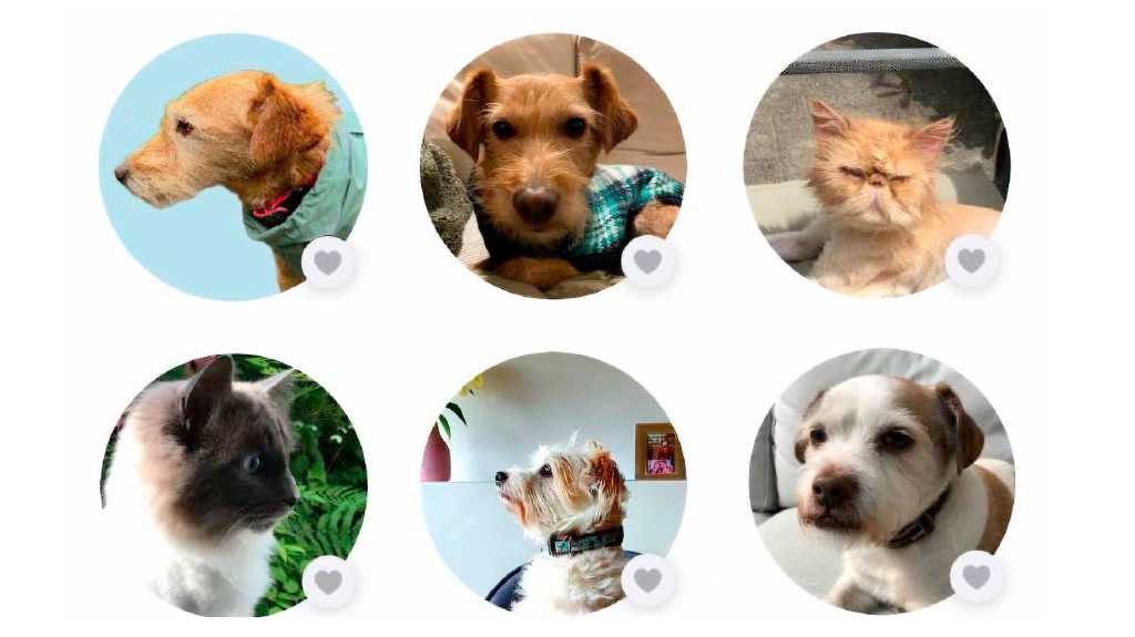 Image: iOS: Haustier-Fotos automatisch zu Alben gruppieren