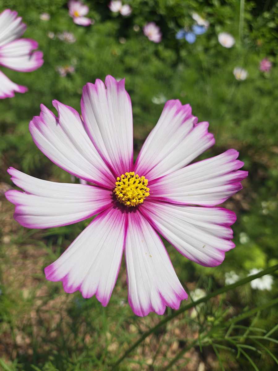 Motorola Razr 50 Ultra 50Mp Flower close up shot